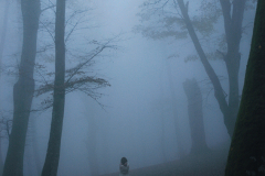 nebbia