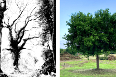 albero-50x50-bn