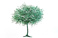 il mio albero
