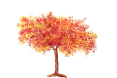 il mio albero