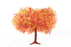 il mio albero