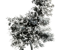 1_1-gennaio