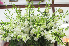 fiore4859