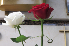 fiore6264