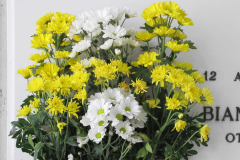 fiore6399