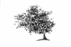 "il mio albero"